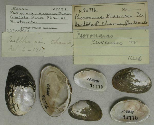 image of lot UMMZ_108081