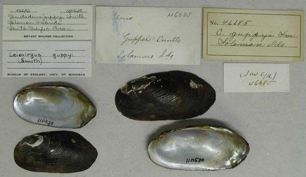 specimen