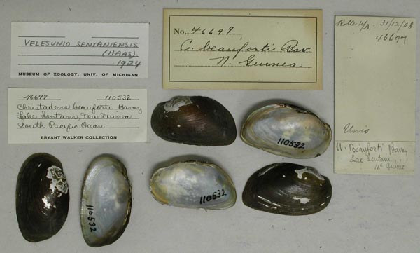 image of lot UMMZ_110532