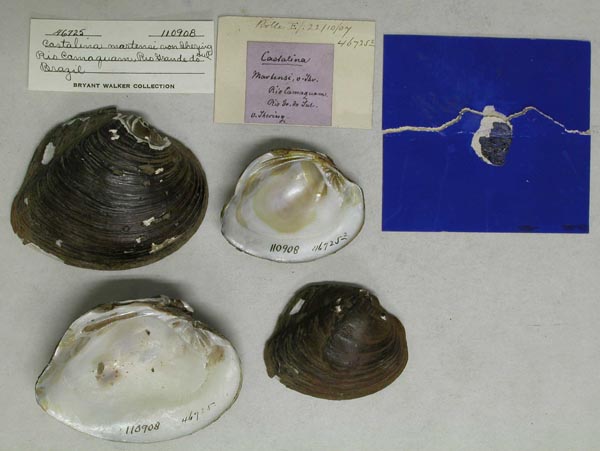 image of lot UMMZ_110908