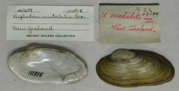 image of lot UMMZ_111815