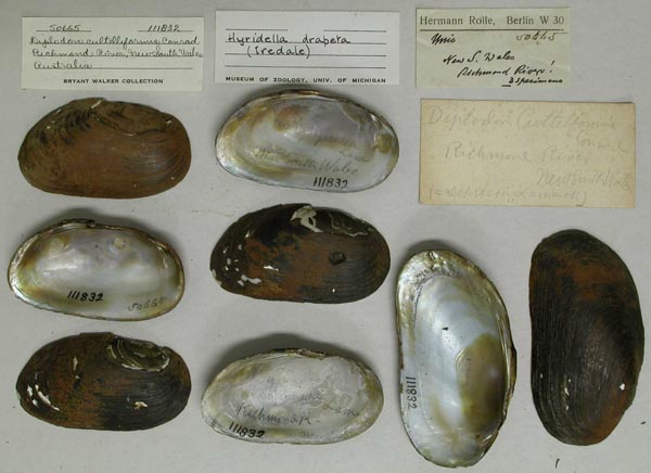 specimen