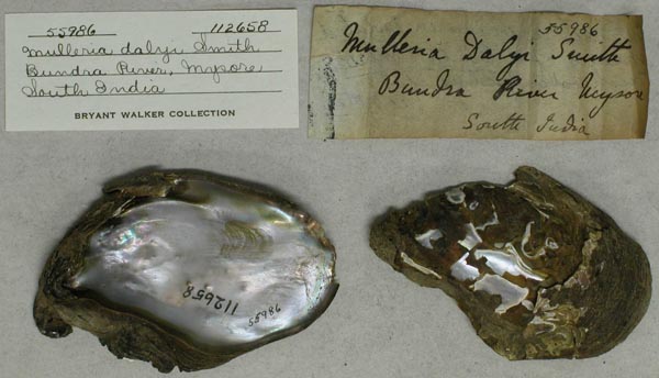 image of lot UMMZ_112658