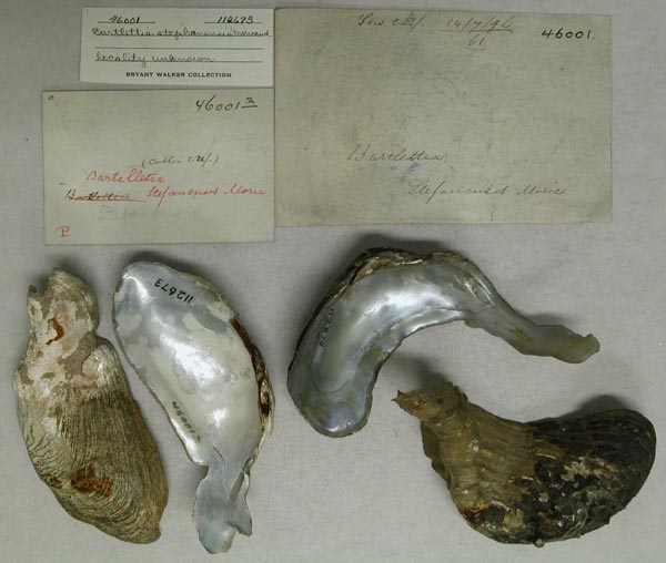 specimen