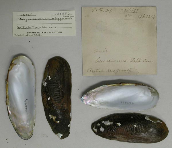 image of lot UMMZ_130242