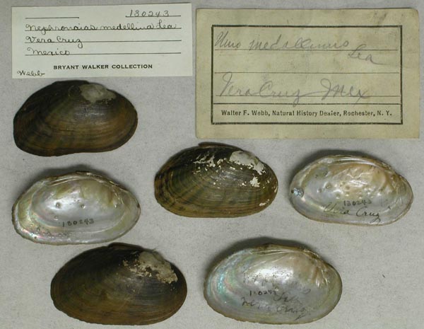 image of lot UMMZ_130243 image of lot UMMZ_130243