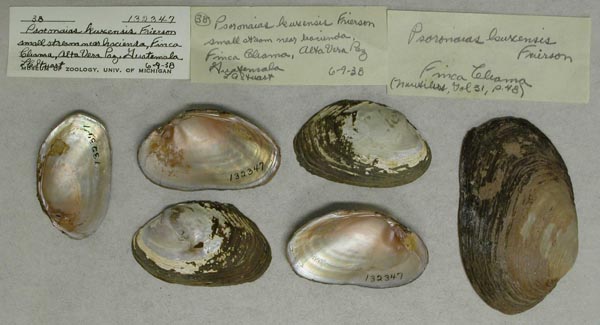 image of lot UMMZ_123347