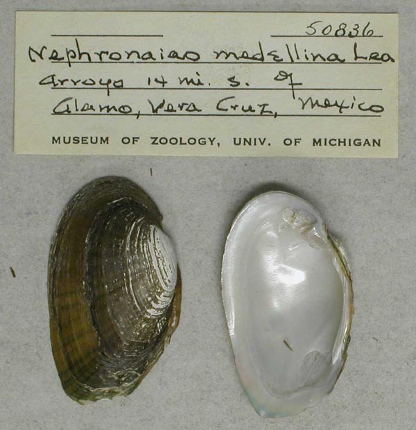 image of lot UMMZ_50836 image of lot UMMZ_50836