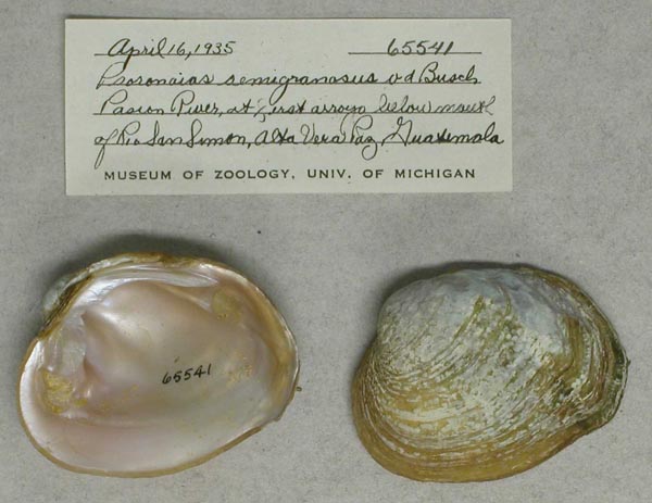 image of lot UMMZ_65541