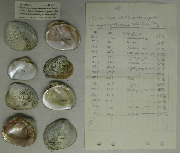 image of lot UMMZ_65543