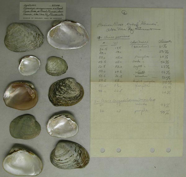 image of lot UMMZ_65544