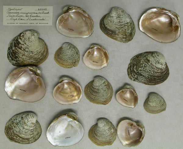 image of lot UMMZ_65545