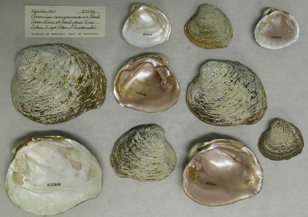 image of lot UMMZ_65546