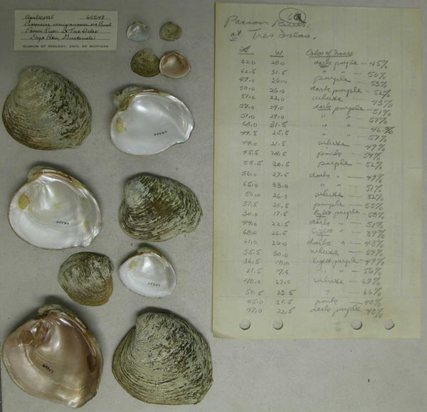 image of lot UMMZ_65547