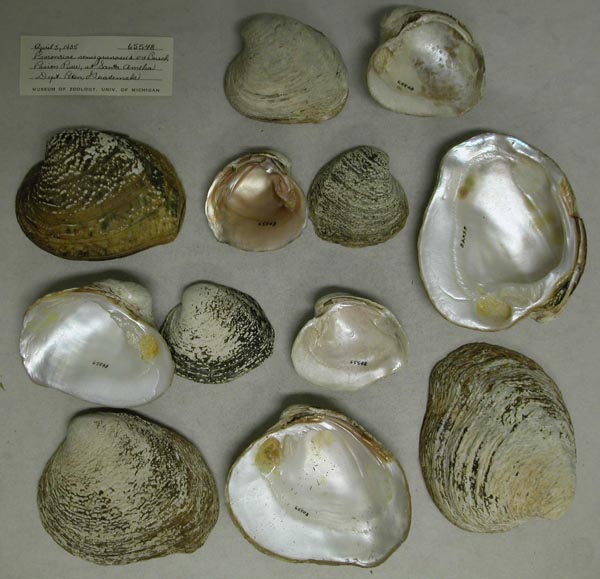 image of lot UMMZ_65548