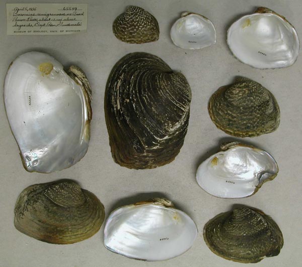 image of lot UMMZ_65549