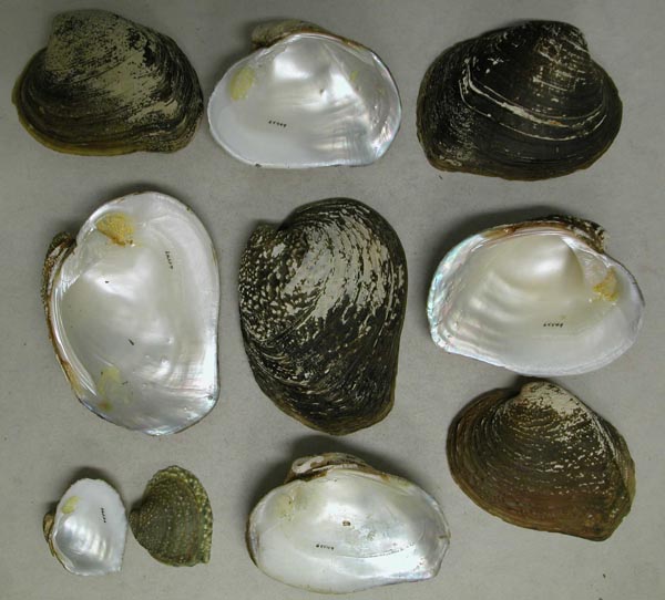 image of lot UMMZ_65549