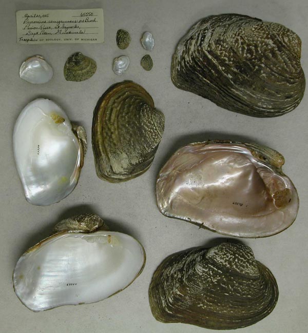 image of lot UMMZ_65550