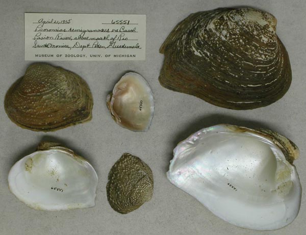 image of lot UMMZ_65551