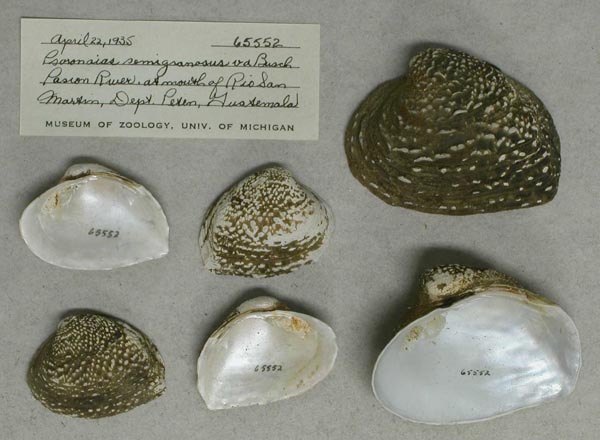 image of lot UMMZ_65552