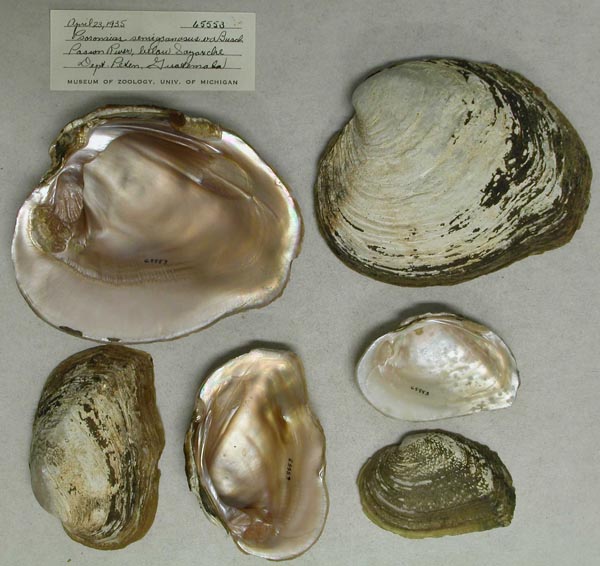 image of lot UMMZ_65553