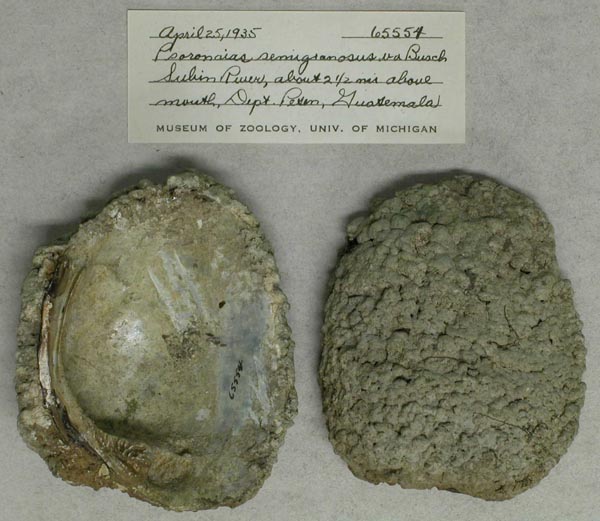 image of lot UMMZ_65554