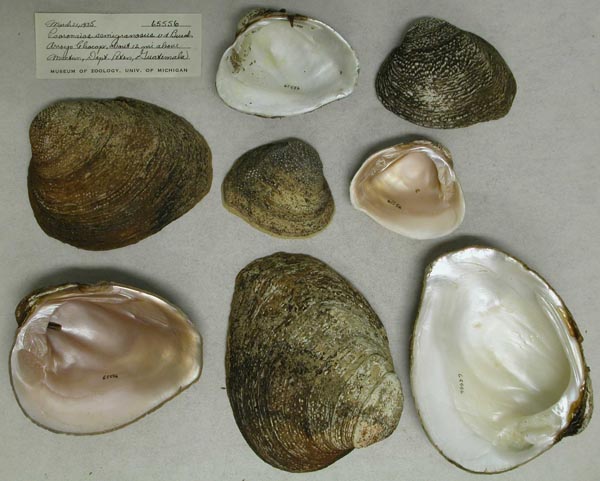 image of lot UMMZ_65556