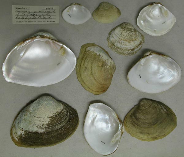 image of lot UMMZ_65558