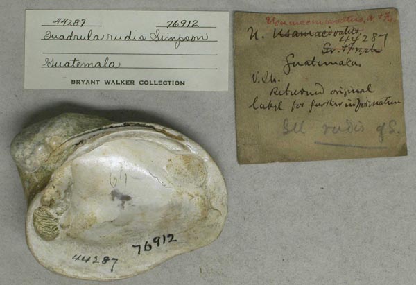 image of lot UMMZ_76912