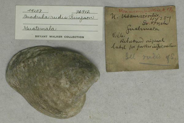 image of lot UMMZ_76912