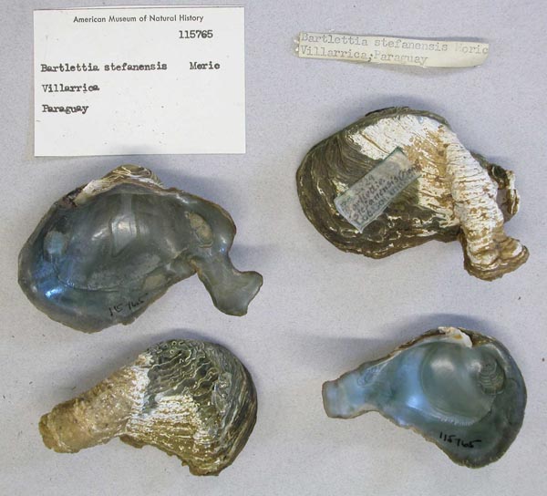 image of lot AMNH_115765 image of lot AMNH_115765