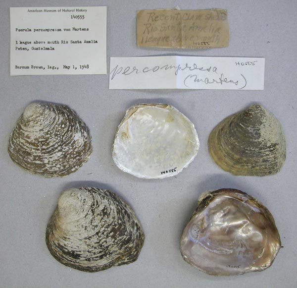 image of lot AMNH_140555