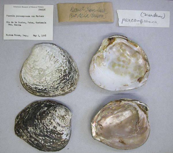 image of lot AMNH_140556