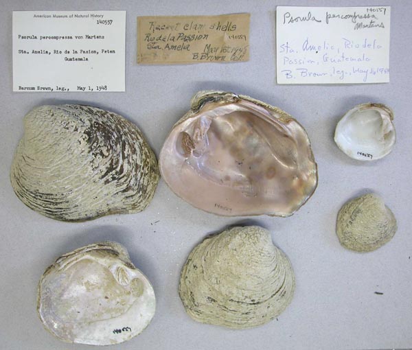 image of lot AMNH_140557