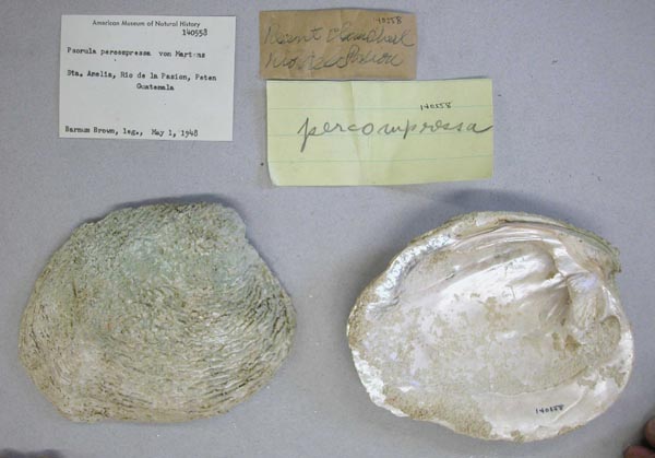 image of lot AMNH_140558