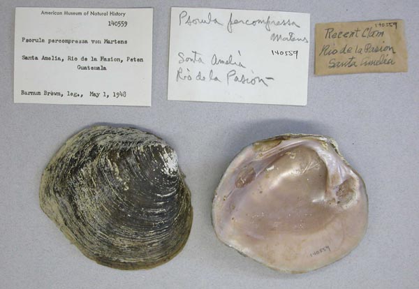 image of lot AMNH_140559