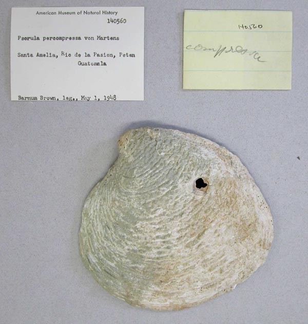 image of lot AMNH_140560