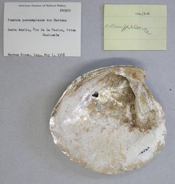 image of lot AMNH_140560