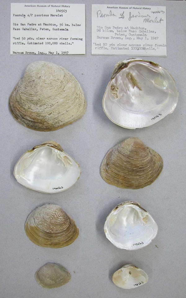 image of lot AMNH_140563