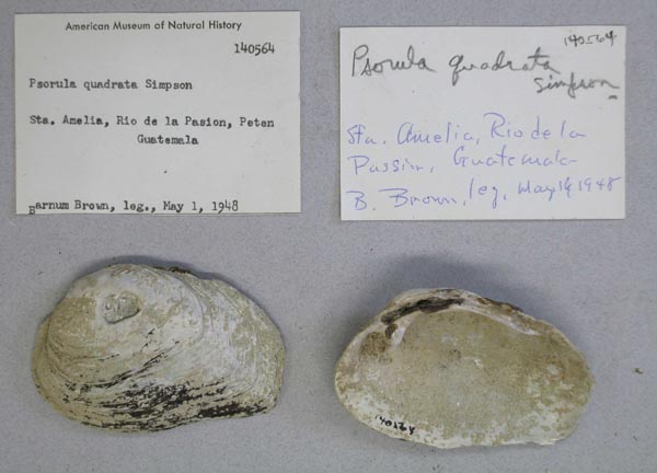 image of lot AMNH_140564