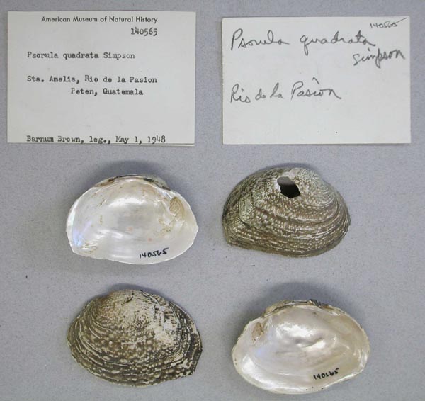 image of lot AMNH_140565