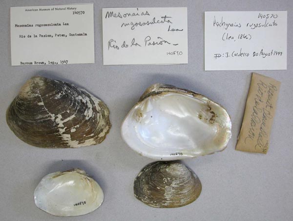 image of lot AMNH_140570