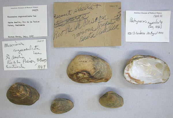 image of lot AMNH_140571