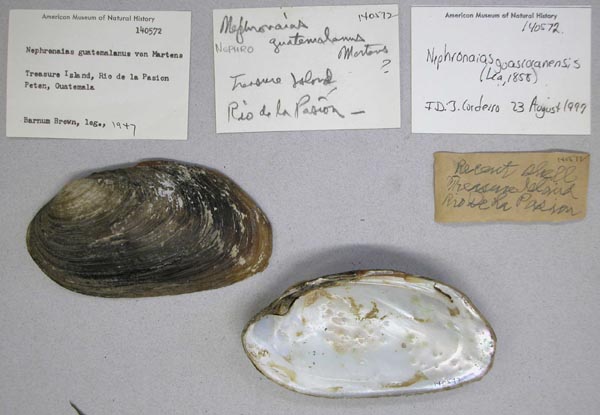 image of lot AMNH_140572