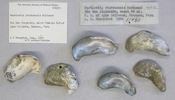 image of lot AMNH_146520 image of lot AMNH_146520
