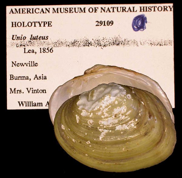 image of lot AMNH_29109