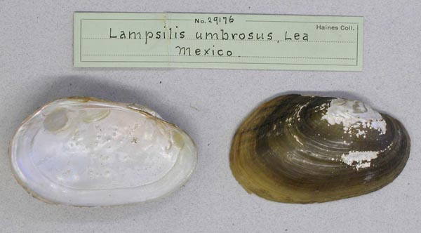 image of lot AMNH_29176