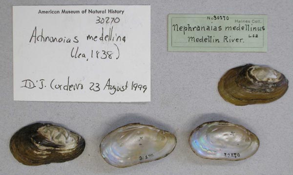 image of lot AMNH_30270 image of lot AMNH_30270