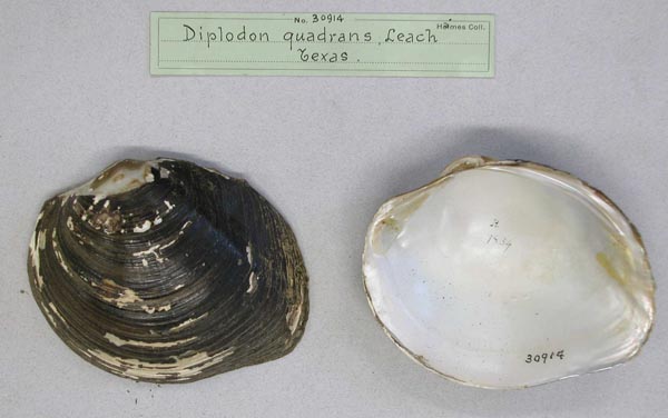 image of lot AMNH_30914