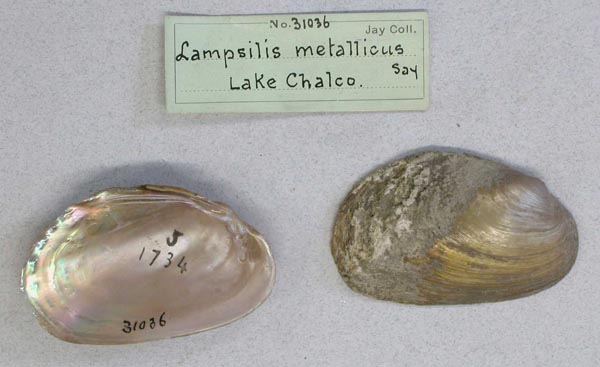 image of lot AMNH_31036